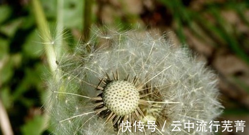 身体|每天坚持喝一杯蒲公英水，身体或许会收获几大好处，心动了吗！