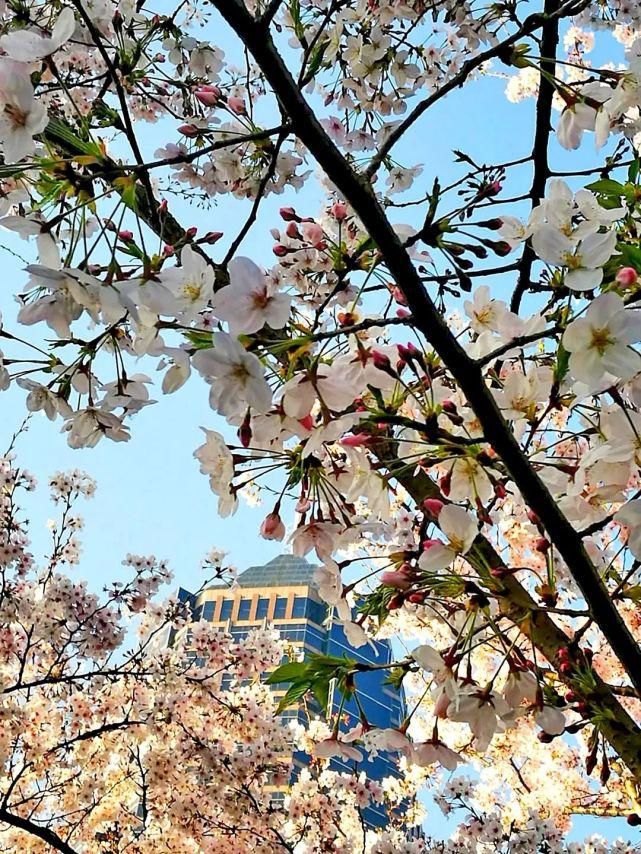 3456㎡，87株樱花树！带你去“最美地铁口”赏樱花