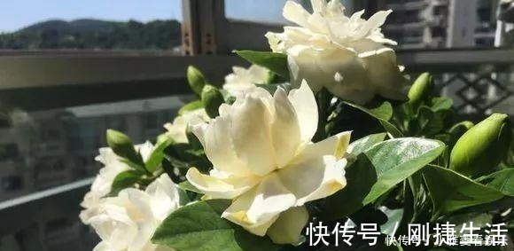 养花|家里“过期”小药片，养花是个宝，丢在盆里，比生根水还管用！