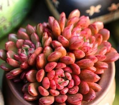 桃蛋|封闭小阳台,也能养多肉,摆上这几种,上色快易爆盆