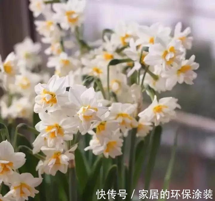 向日葵|这14种花是一次性的,开完花就直接扔了吧,别浪费感情了