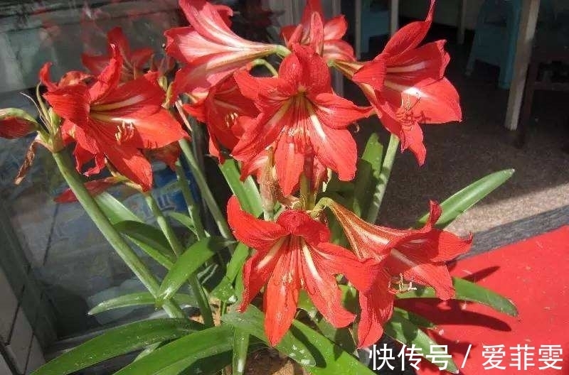 朱顶红为何惹人喜爱？养过才明白有多美！养好朱顶红的3要素总结