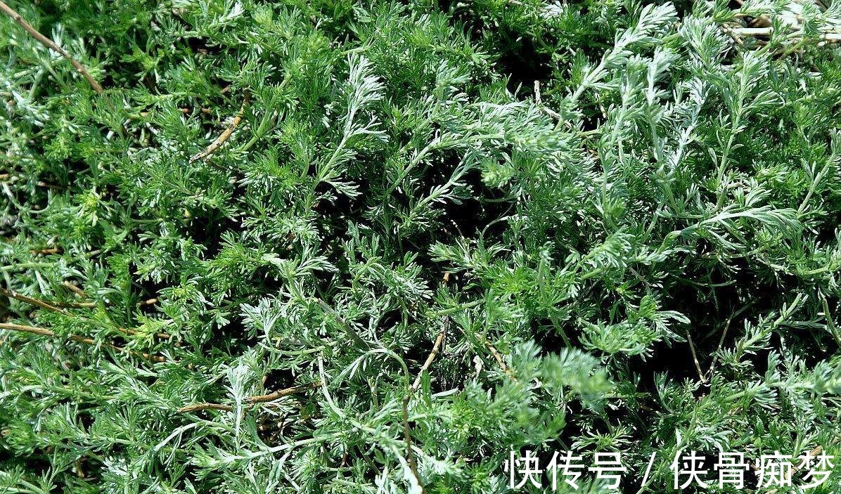 您家若是种植这种特殊的草,那风湿再也不用怕了