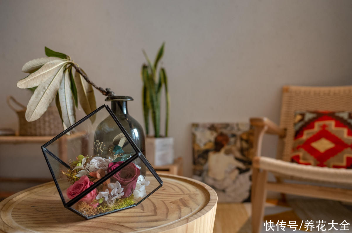 玫瑰原来是月季，养了这么久，还不知道名