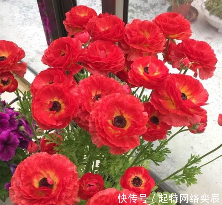 花毛茛|这种花,一种上,月季、牡丹靠边站