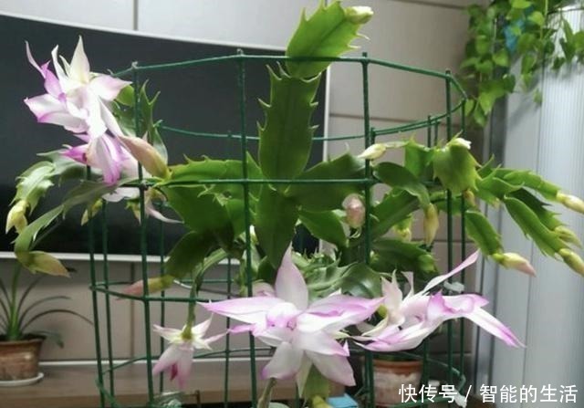 植株|天冷后养蟹爪兰，“2个雷区”别去碰，再冷也开花，花朵艳丽、美！