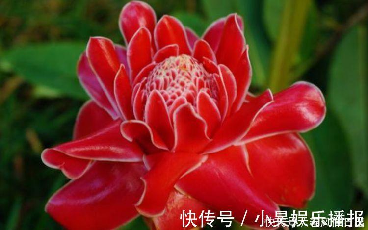 瓷玫瑰|阳台再小也必须养的4种花,一年开花300天,层层交叠,烂漫迷人眼