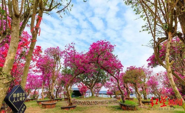 花花花花花~且看公园城市的“花月令”