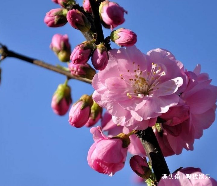 此花花繁如云，盛开时满树缀花犹如一片红霞，给人以赏心悦目之感