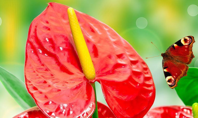 红掌盆栽不够精神,奄奄一息无状态,换个环境试一试