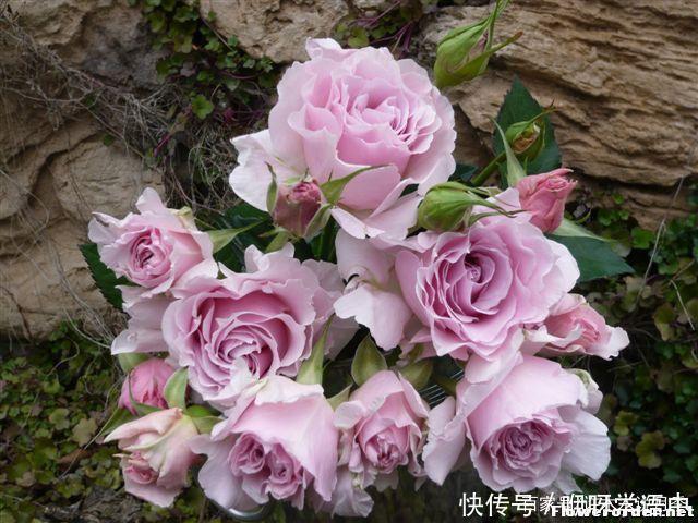 粉色|5款唯美粉色月季。美人如玉粉妆琢,粉色娇羞白如雪。抗病好养