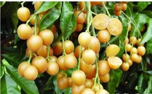 此果|晚上当零食吃几颗,一个月下来,消炎杀菌,止咳化痰,冬天不咳嗽