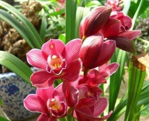 养花|养花就养个花期长的，花大色艳，开花美长势旺，黄绿交辉