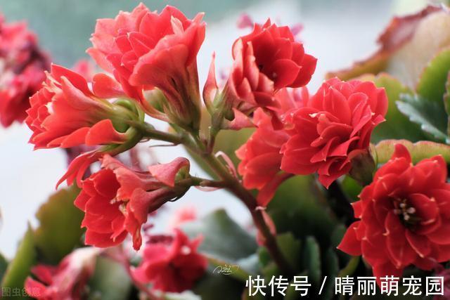 沙漠玫瑰|夏天3种植物,浇水越多死的越快,赶紧管住手