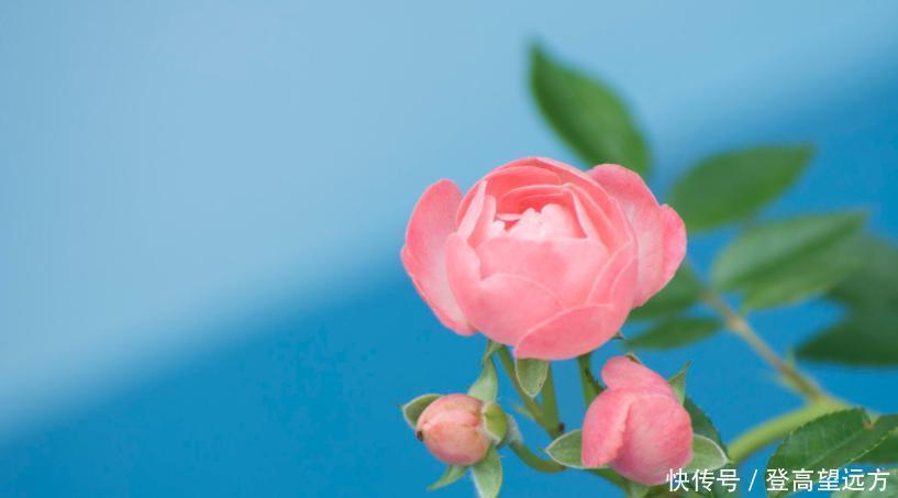 月季上总是出现黑斑?知道这些,有效预防黑斑病