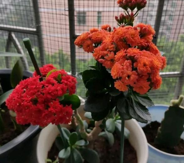 花头|嫁接长寿花:如何让盆栽开出多色花?5步操作,花开美如圣诞树