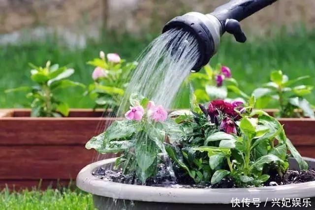 植株|养花“杀手”都有的5个毛病,难怪买花“养1盆死1盆”,要改正了