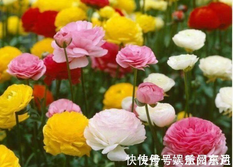 直射光|家里阳台必养此款花卉,便宜还好养,养上10盆也不多!