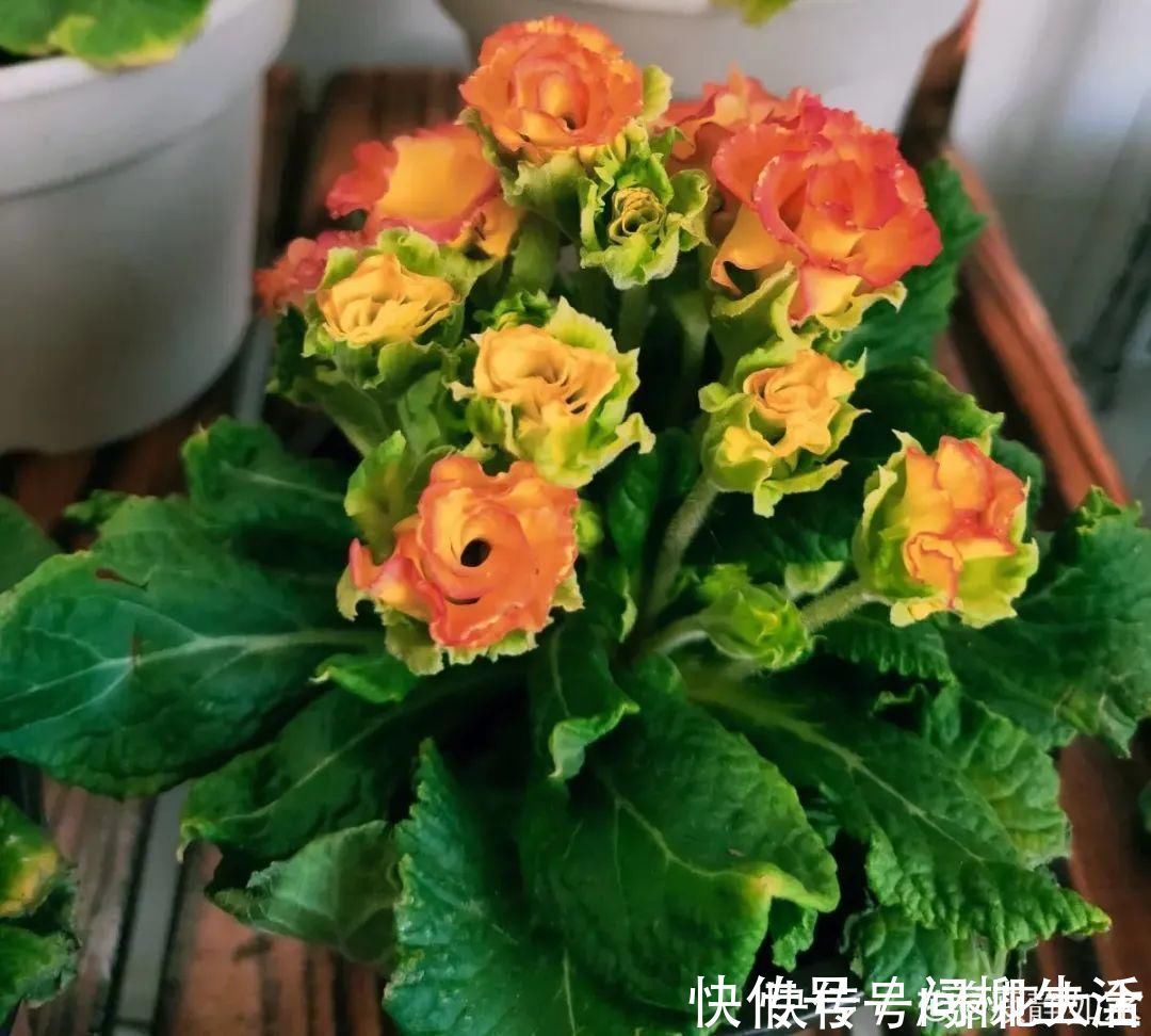 水仙|上万块的蟹爪兰,开花像烟花,养过的人不多