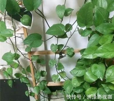 枝条|绿萝长气根“别乱剪”,找对原因“用对肥”,半年长到2米