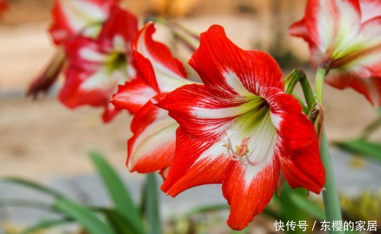 此款花卉便宜又好养,开花幽香暗淡,花型圆滚惹人爱,值得拥有