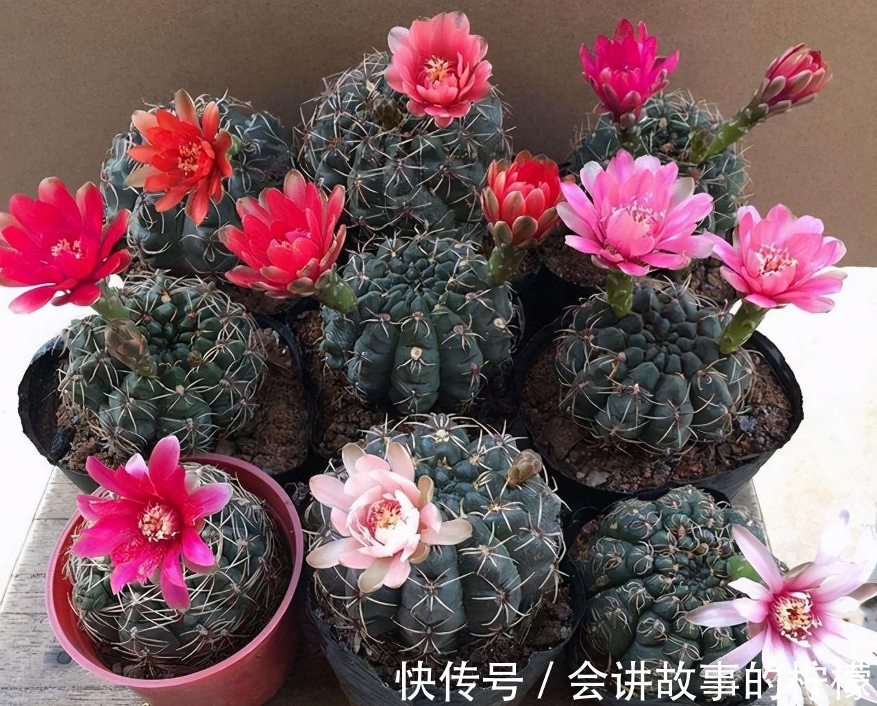 长寿花|5种“漂亮花”,喜欢毒日头,晒晒太阳,直接爆花快