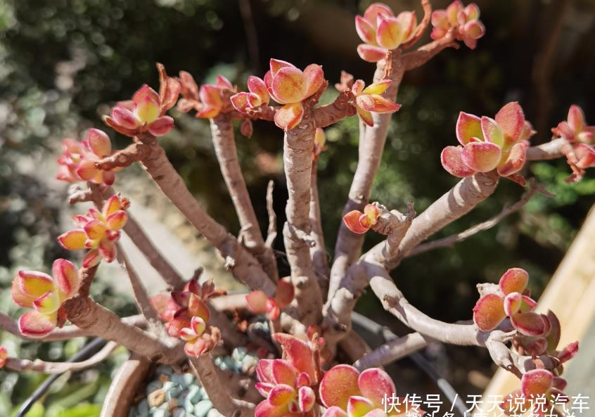 多肉疯长需要修剪吗?不需要,我们做到这几点多肉就能变美会