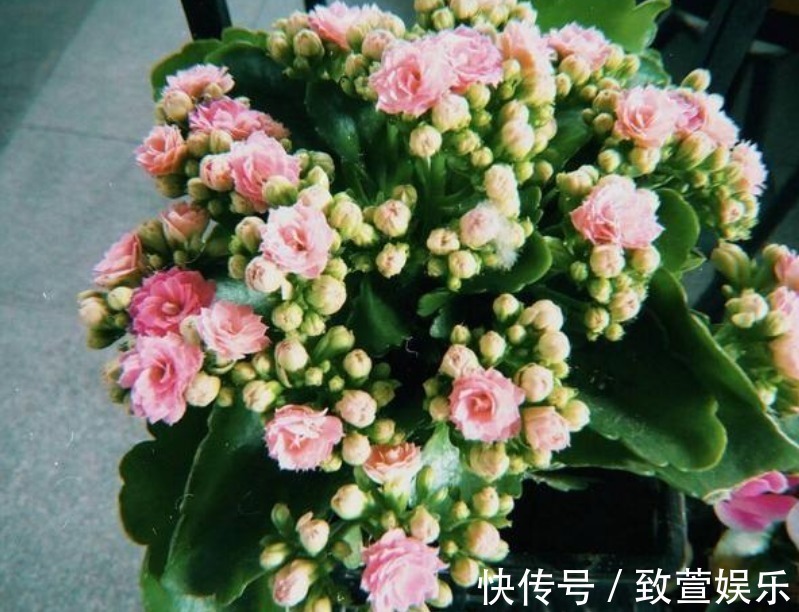 烂根|悄悄告诉你,盆里撒点“它”,不花1分钱,不黄叶烂根,养啥都旺