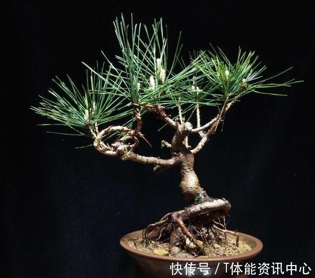 日本盆景源自中国,其盆景艺术发展迅猛,将盆景艺术推向全世界!