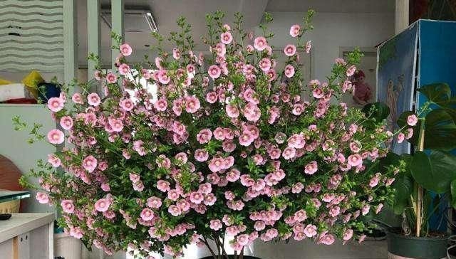 适合用大盆种的4种花,要是用小盆种,只见叶子不见花