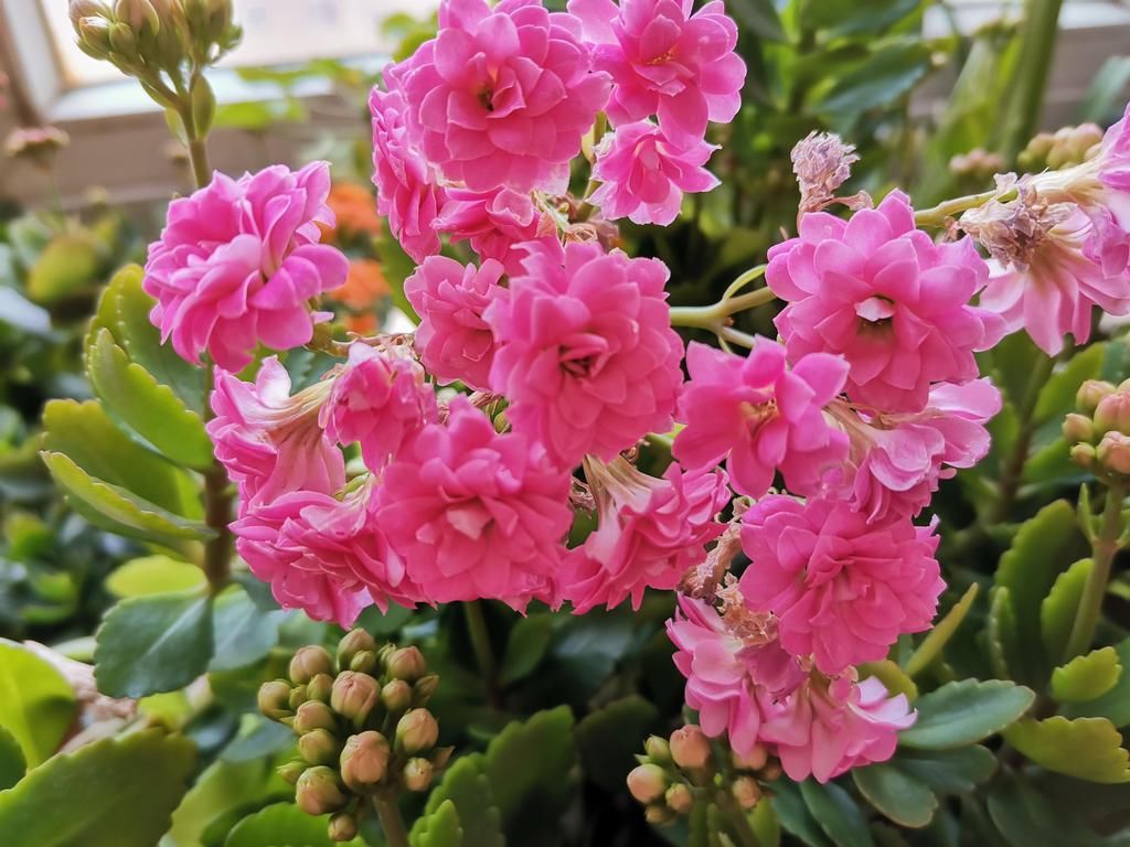  好看|长寿花好看却养不好，对照这“7点”，来看看问题出在哪？