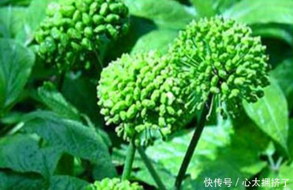 润肠|女性如何养生,就要常吃4种食物,润肠通便,排毒抗衰,强身健体