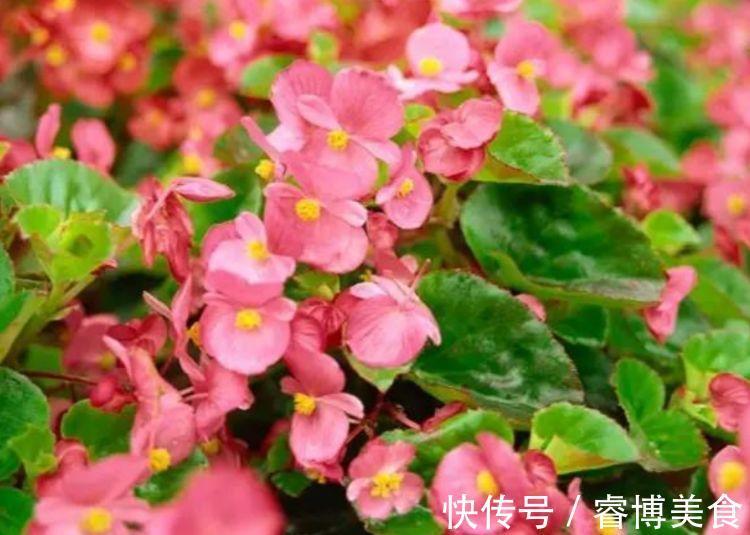 家养此款花卉,便宜又好养,四季开花,花色多,一盆能养一辈子!