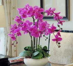 开花|4种耐阴花,现在养一盆正当时,花色艳丽,新手也会养!