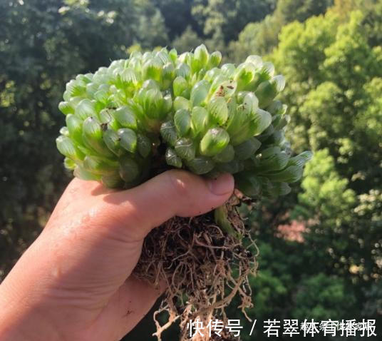 植株|养1年的玉露群生,盆内显得太挤,狠心将其拆了,结果成玉露大户