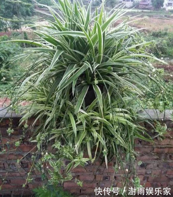 积水|为花友们介绍5种既养人又镇宅的花,盆栽养一盆很值