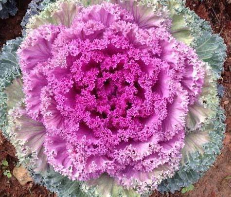 一种“叶牡丹”养家中,既观叶、赏花,又能下锅食用,养了就是赚