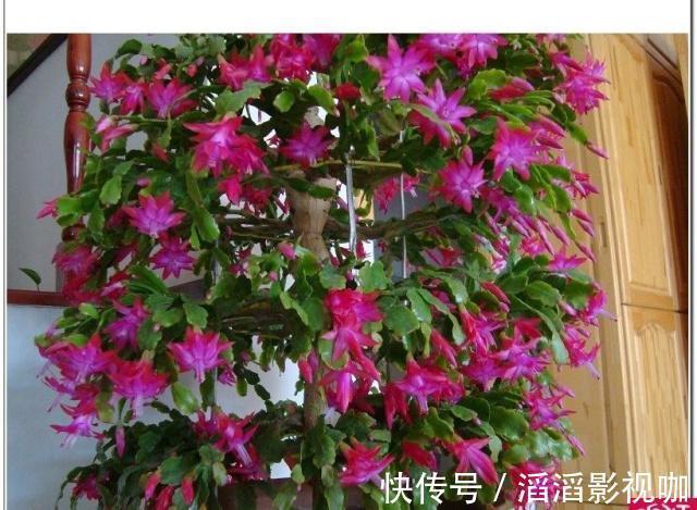 季节|嫁接蟹爪兰最好的“季节”,仙人掌割一刀,插上蟹爪兰,飞快开花