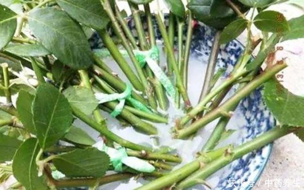 从厨房中找到这2样天然的生根剂,养花更无害、有趣!
