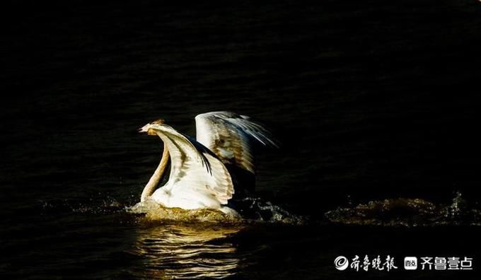 湖上芭蕾！济南黄河北沉砂池上演天鹅湖，舞姿轻盈优雅