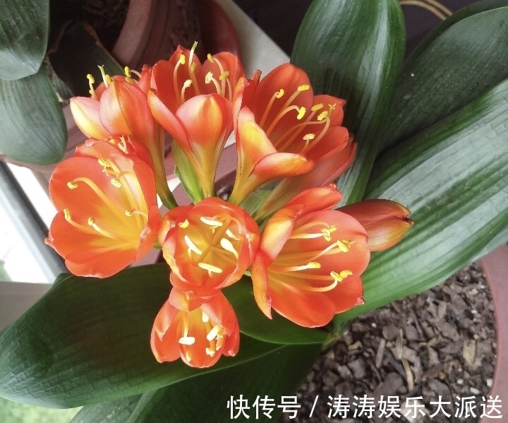 浇灌|2种促进植物开花的“万能肥”,花期前,浇水加一勺,蹭蹭冒花苞
