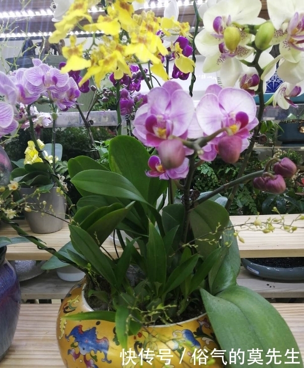 这7种年宵花,花开富贵、喜气临门寓意好,你最喜欢哪一种?