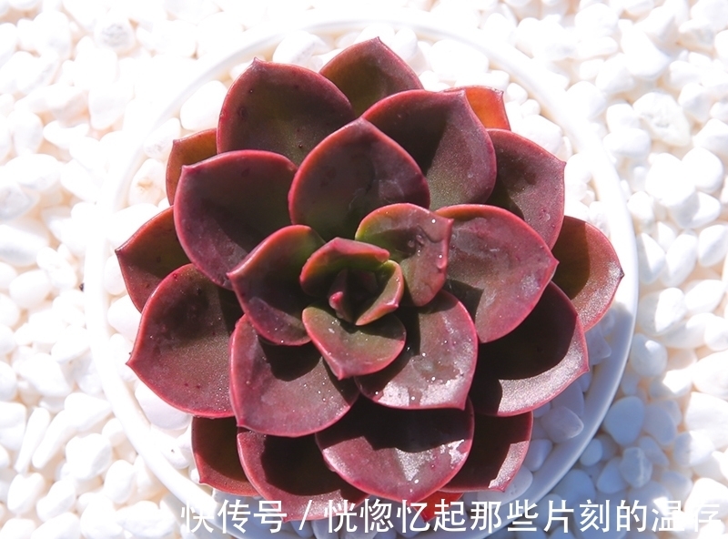 这一种多肉,很容易一头变多头,肥水跟上,茁壮又娇艳