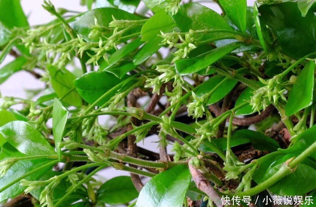 铁线莲|阳台别摆盆盆罐罐了，5种花草养一棵就能开满阳台，很省空间