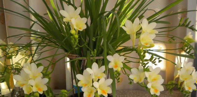 好养|好养漂亮的“4种花”,阳台室内养一盆,浇水就长爆盆,开花不断