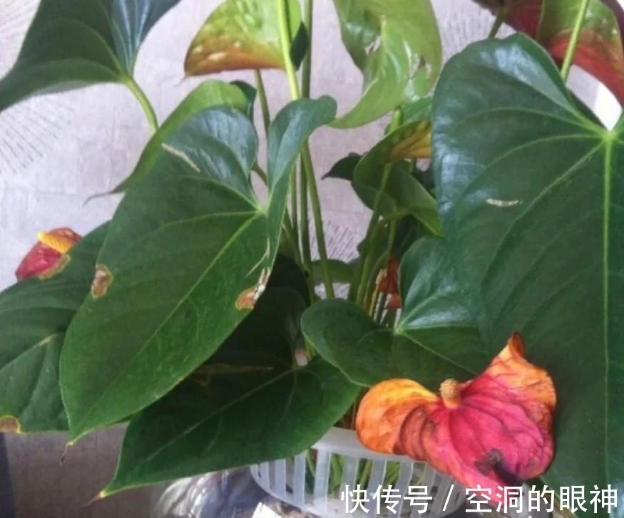 沾水就会黄叶、烂花苞的8种花,空气再干也别“喷水”