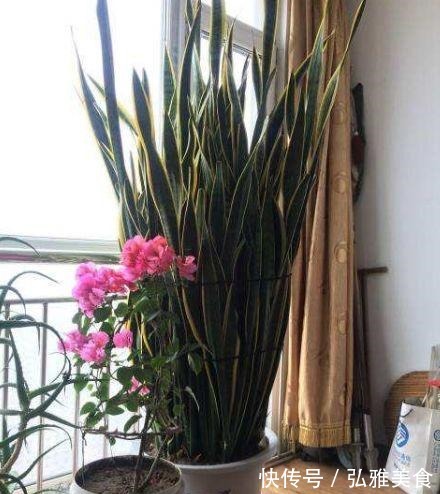 这“2种花”,哪怕再贵也要回家“养1盆”,不仅旺财运,还美丽!