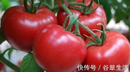 食用|西红柿配一宝,一起食用,视力变好了,皮肤好了,大人小孩都爱吃