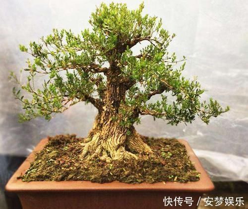 盆景|2种“镇宅花”,客厅养一盆寓意好,比啥花都强,越养越值钱