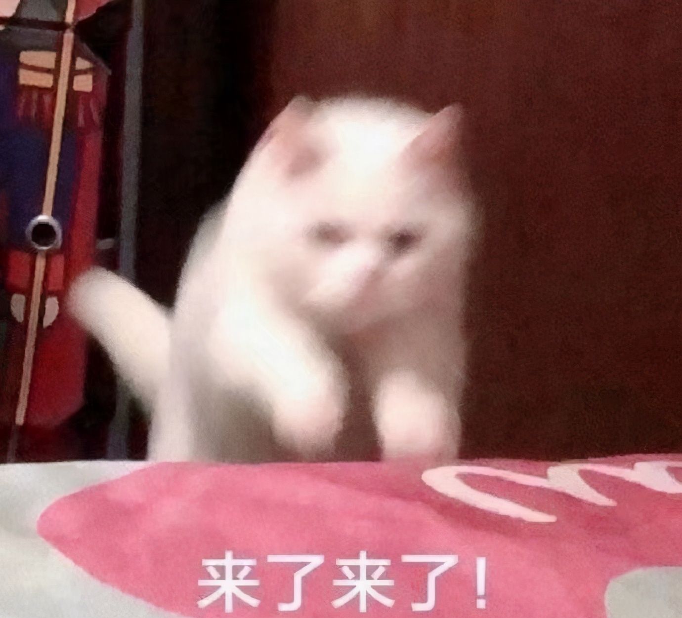 弟弟们为什么人见人爱？《接招吧前辈》里有所有答案